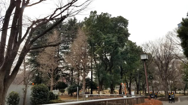 戸山公園の立派な樹木